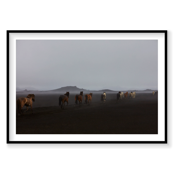 Herd, Iceland, Horizontal Print