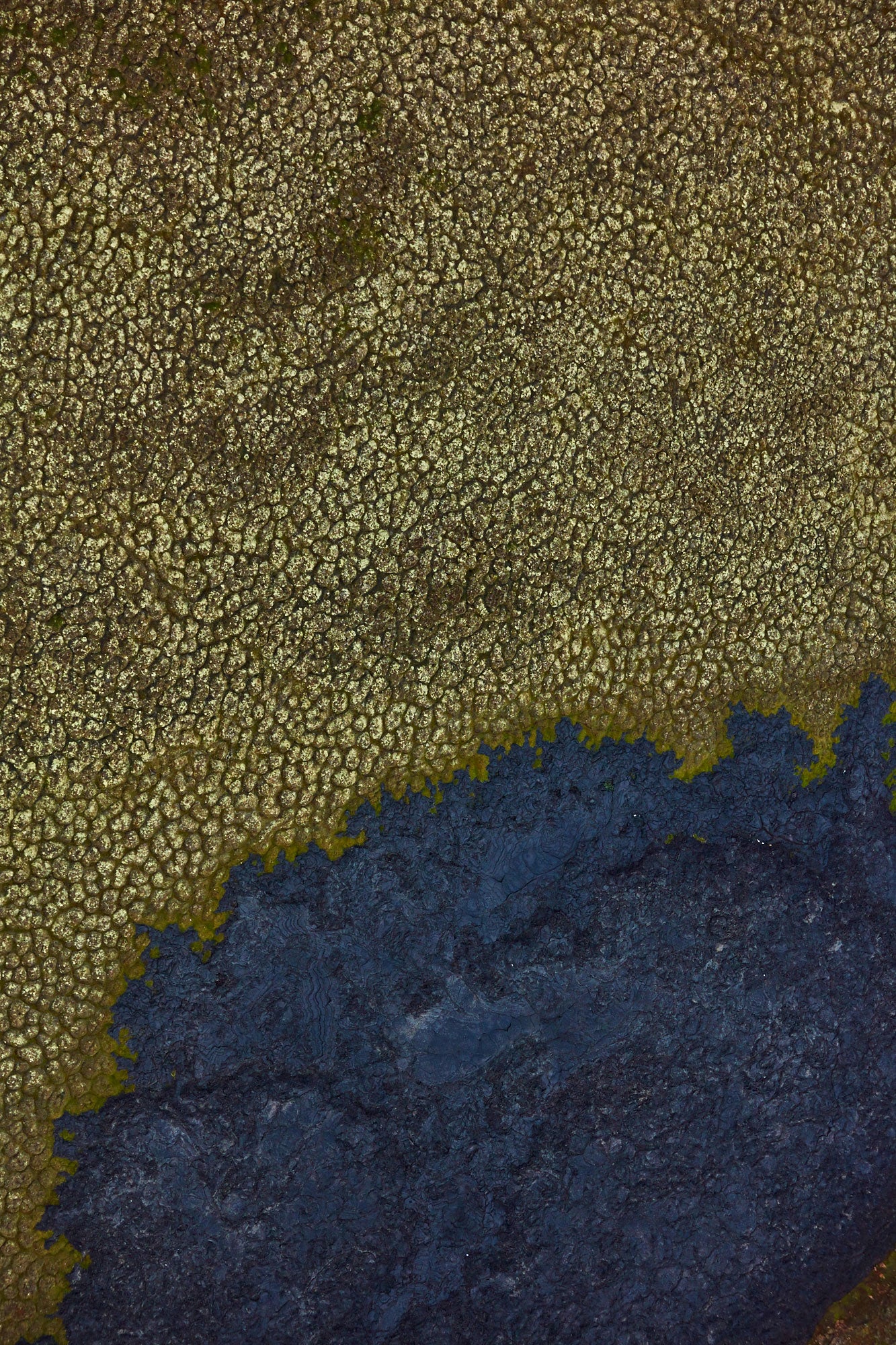 Moss Green, Iceland, Vertical Print