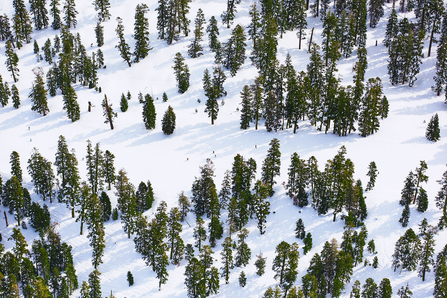 Pines, Lake Tahoe, Horizontal Print