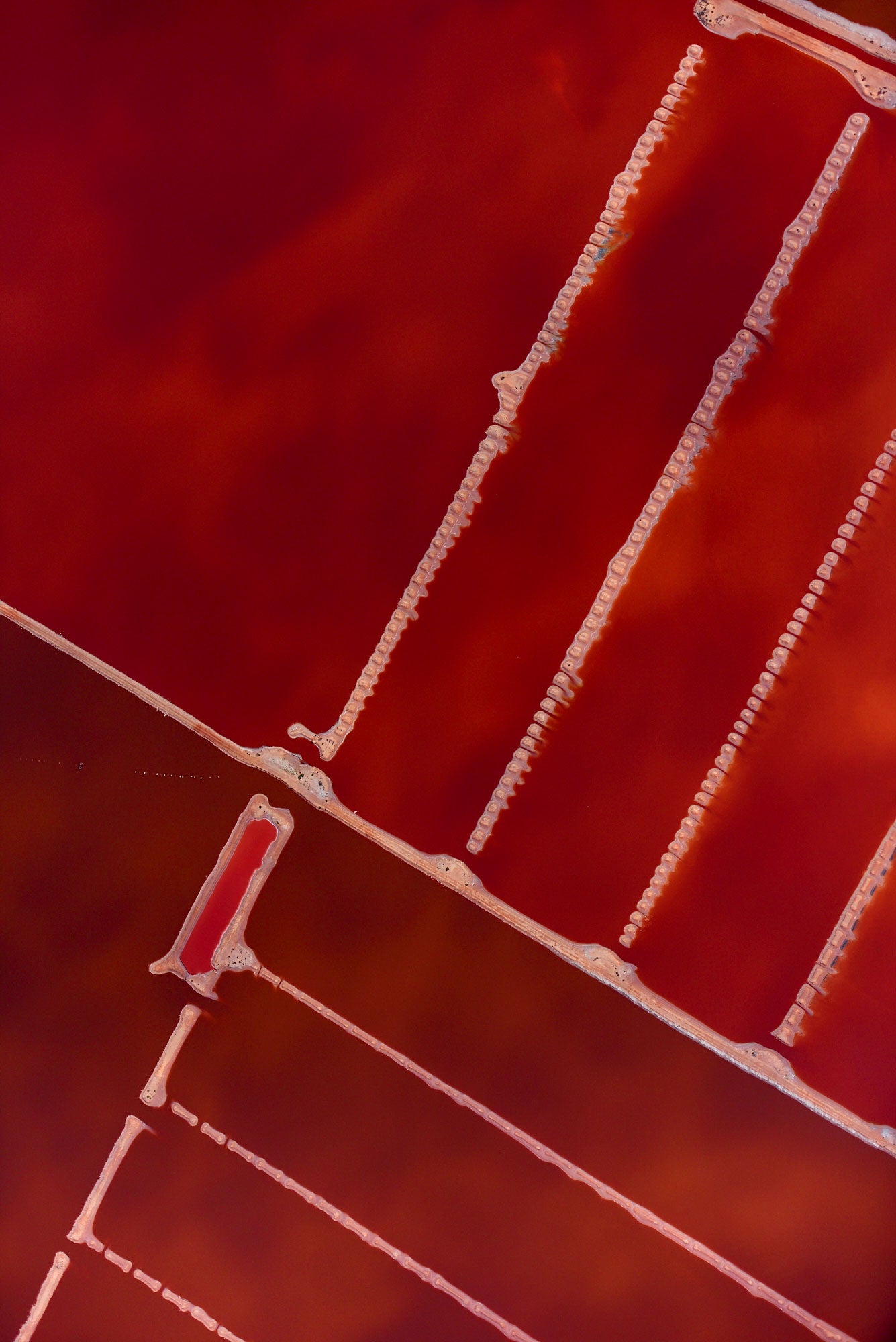 Compartment, Hutt Lagoon, Vertical Print