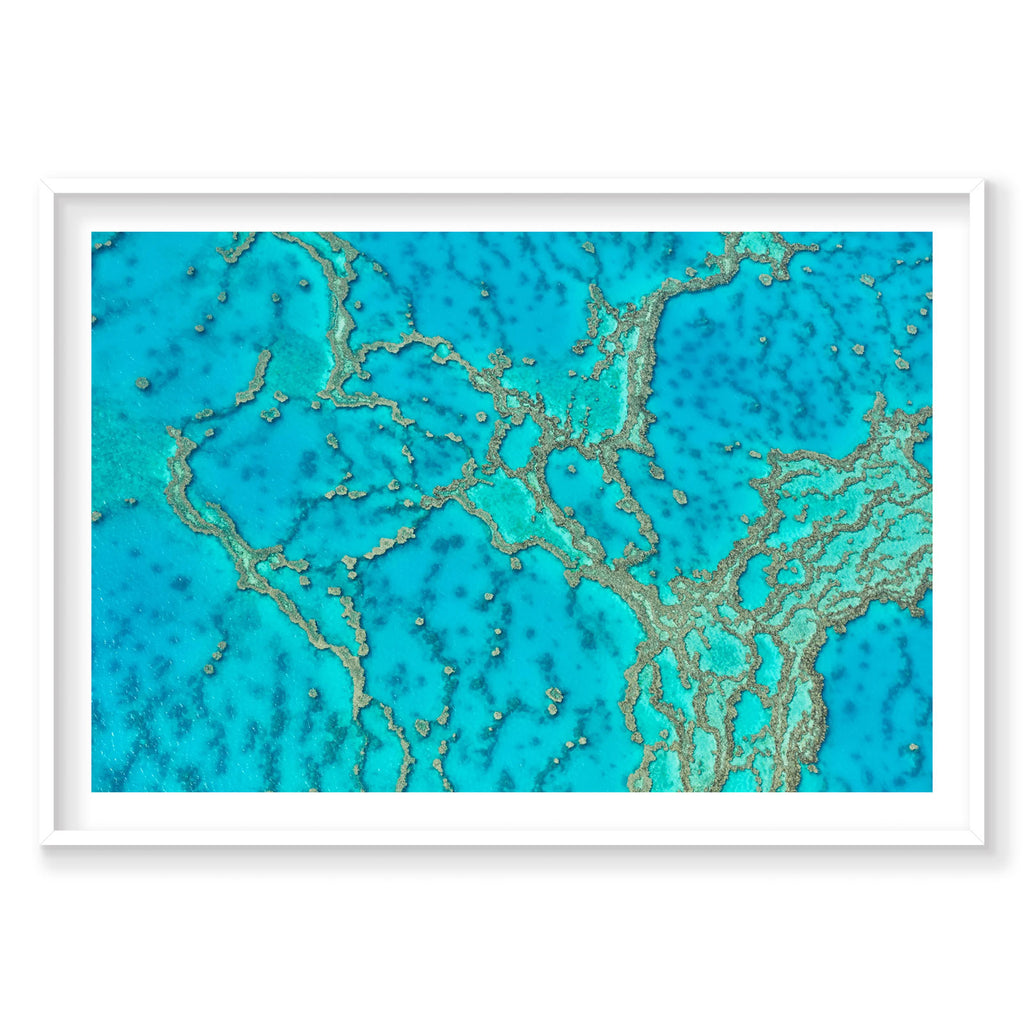 Lattice, Great Barrier Reef, Horizontal Print