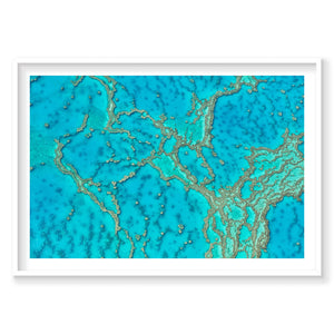 Lattice, Great Barrier Reef, Horizontal Print