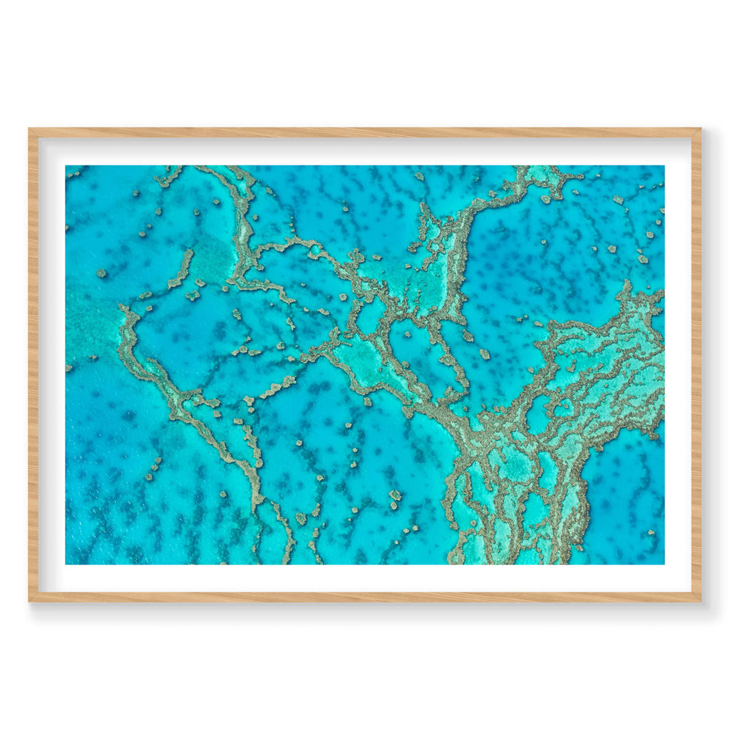 Lattice, Great Barrier Reef, Horizontal Print