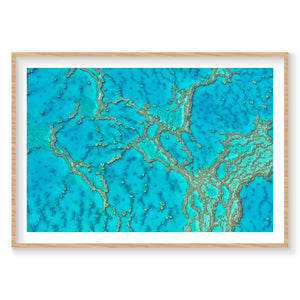 Lattice, Great Barrier Reef, Horizontal Print