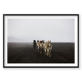 Icelandic Highland horses walking across dark volcanic landscape, ground-level view, photography print by Remy Gerega