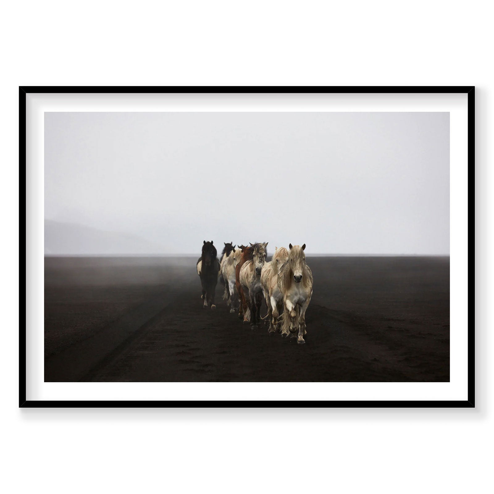 Icelandic Highland horses walking across dark volcanic landscape, ground-level view, photography print by Remy Gerega
