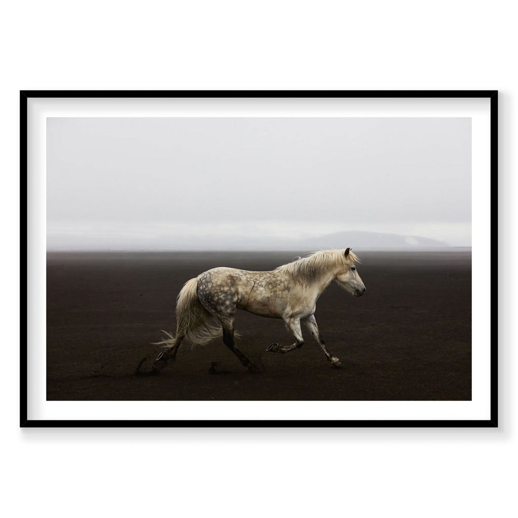 White speckled horse trotting across dark Icelandic volcanic sand beach, photography print by Remy Gerega