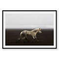 White speckled horse trotting across dark Icelandic volcanic sand beach, photography print by Remy Gerega