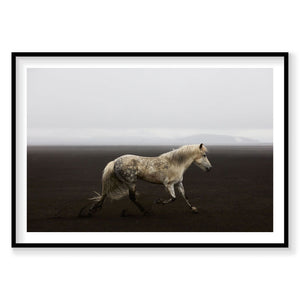 White speckled horse trotting across dark Icelandic volcanic sand beach, photography print by Remy Gerega