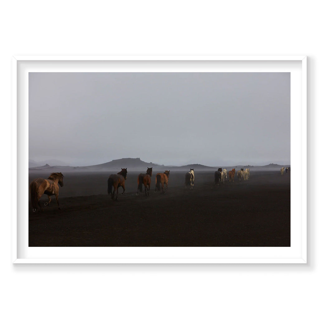 Herd, Iceland, Horizontal Print