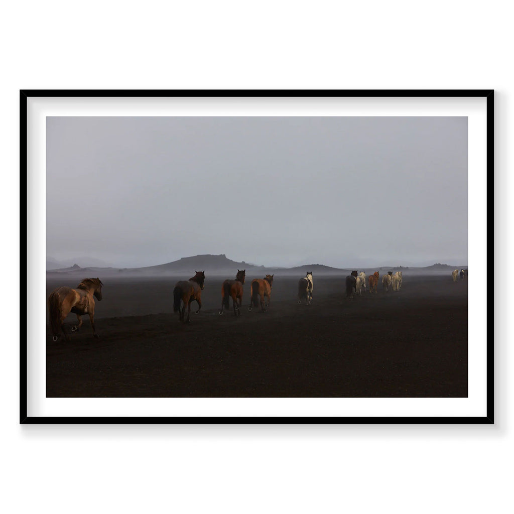 Herd of Icelandic horses on dark volcanic plains with mountains, photography print by Remy Gerega