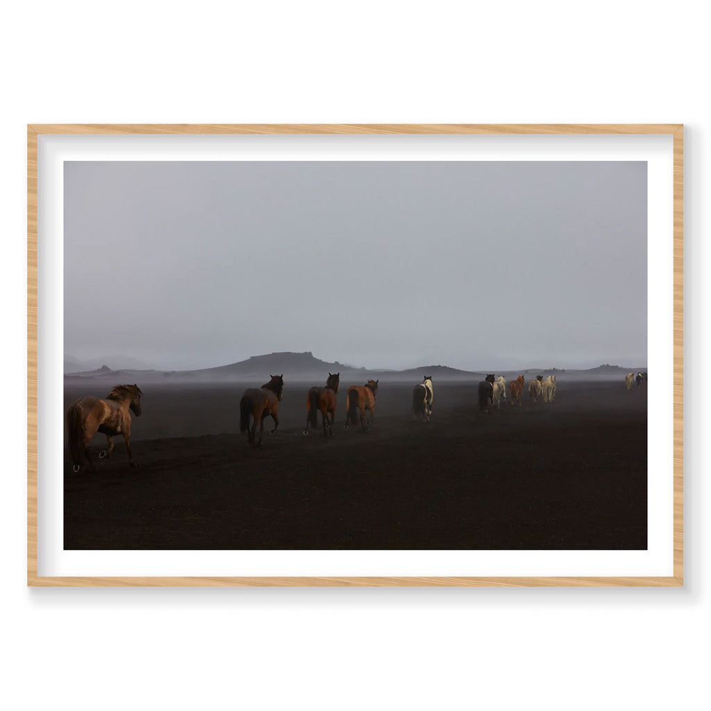 Herd, Iceland, Horizontal Print