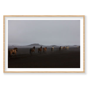 Herd, Iceland, Horizontal Print