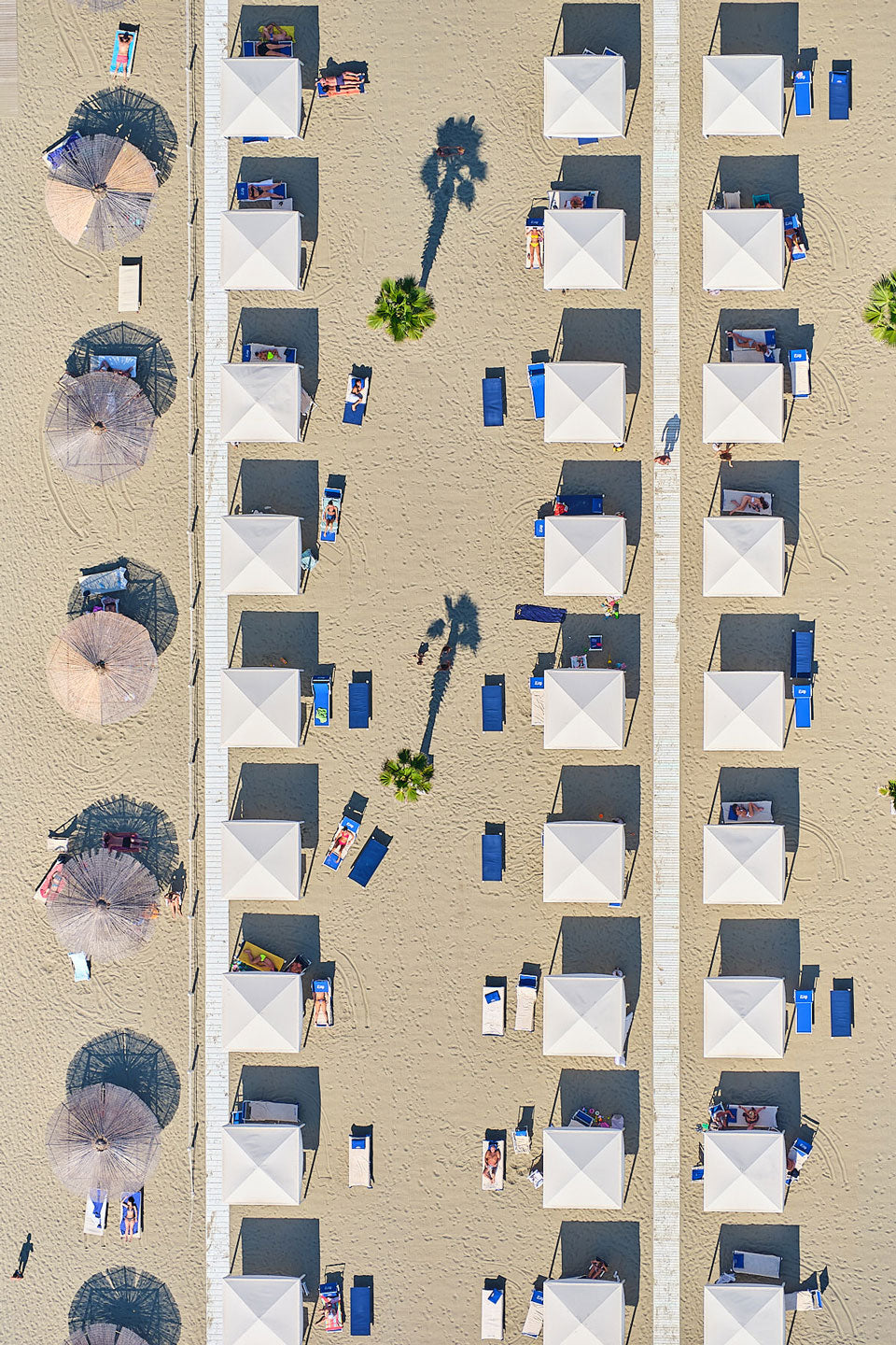 Palm Shade, Italy, Vertical Print