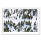 Pines, Lake Tahoe, Horizontal Print