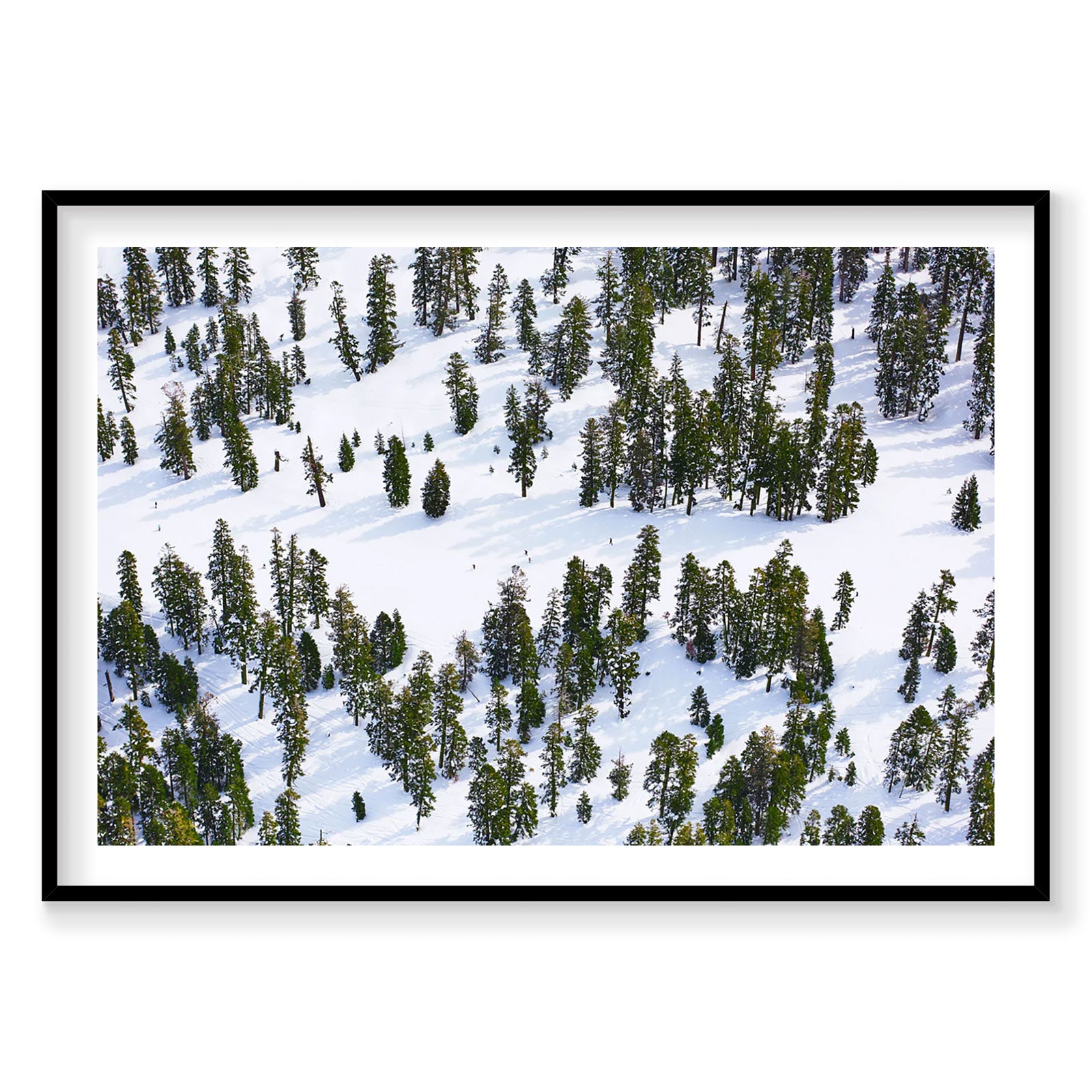 Aerial view of snow-covered pine forest at Lake Tahoe with scattered evergreen trees, photography print by Remy Gerega