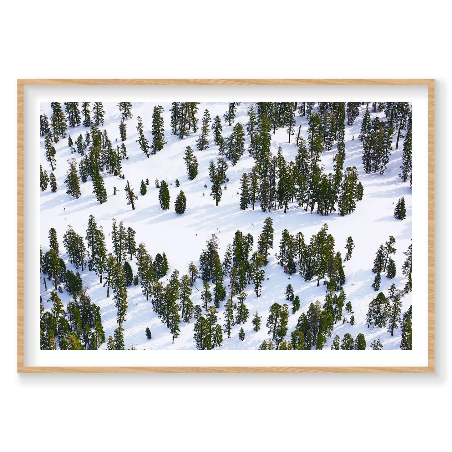 Pines, Lake Tahoe, Horizontal Print