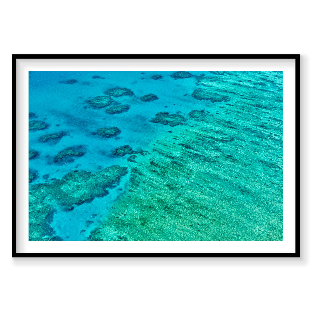 Coral, Great Barrier Reef, Horizontal Print, black Victorian Ash frame