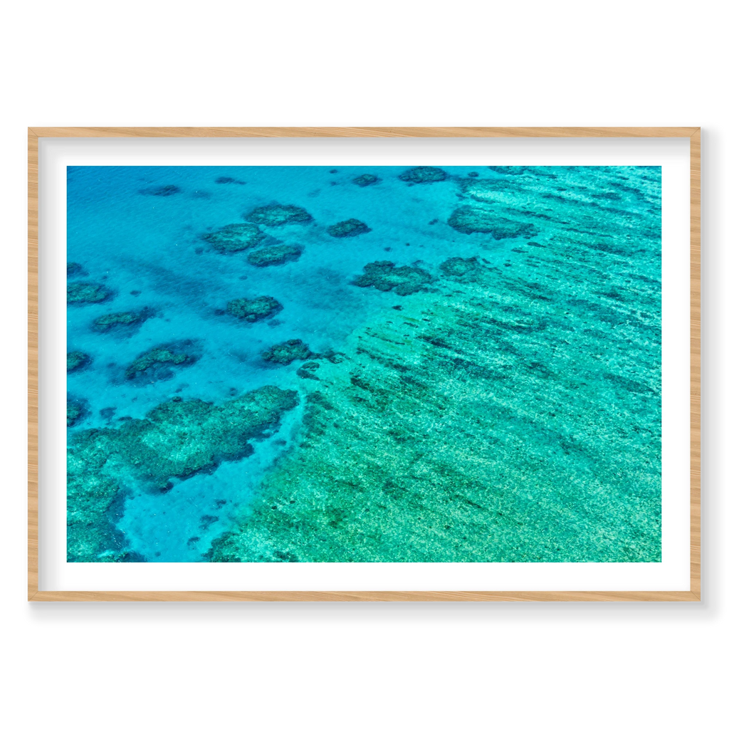 Coral, Great Barrier Reef, Horizontal Print, natural Victorian Ash frame