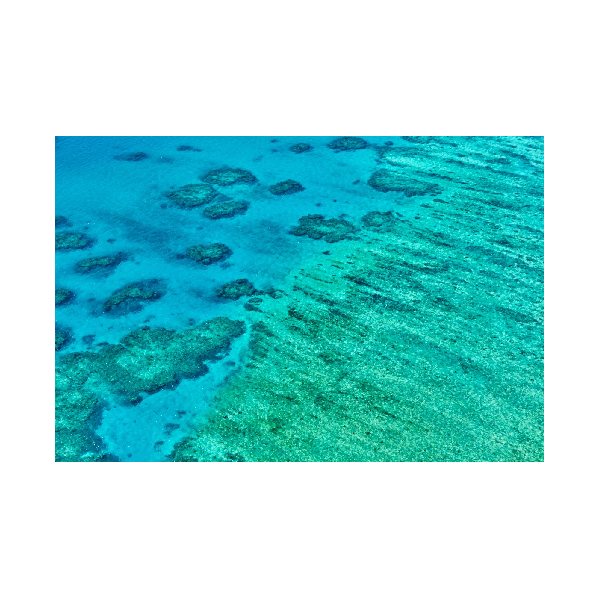 Coral, Great Barrier Reef, Horizontal Print, print only