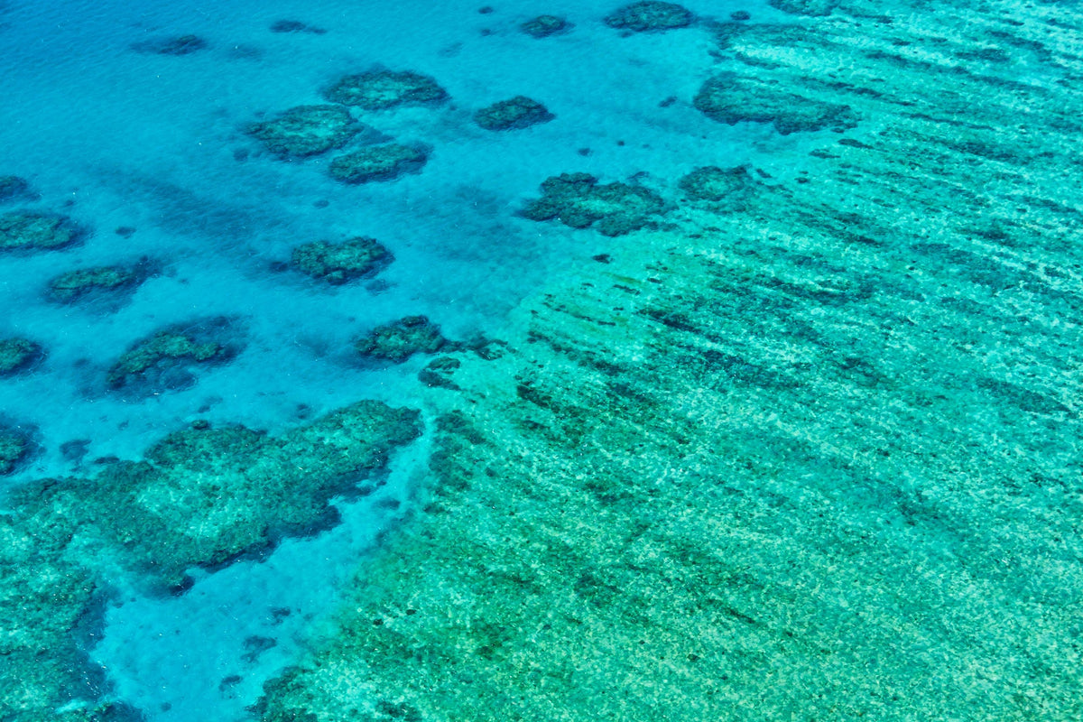 Coral, Great Barrier Reef, Horizontal Print - source print