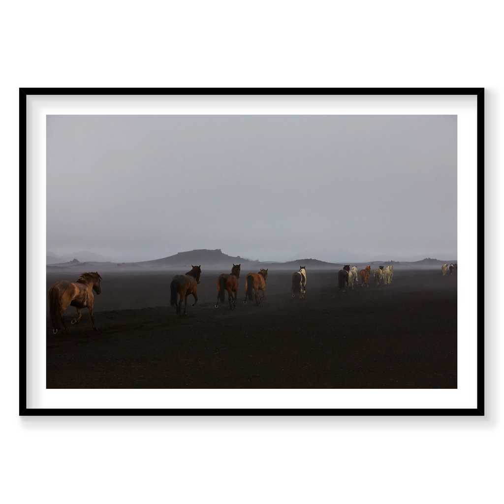 Herd, Iceland, Horizontal Print, black Victorian Ash frame