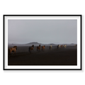 Herd, Iceland, Horizontal Print, black Victorian Ash frame