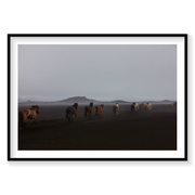 Herd, Iceland, Horizontal Print