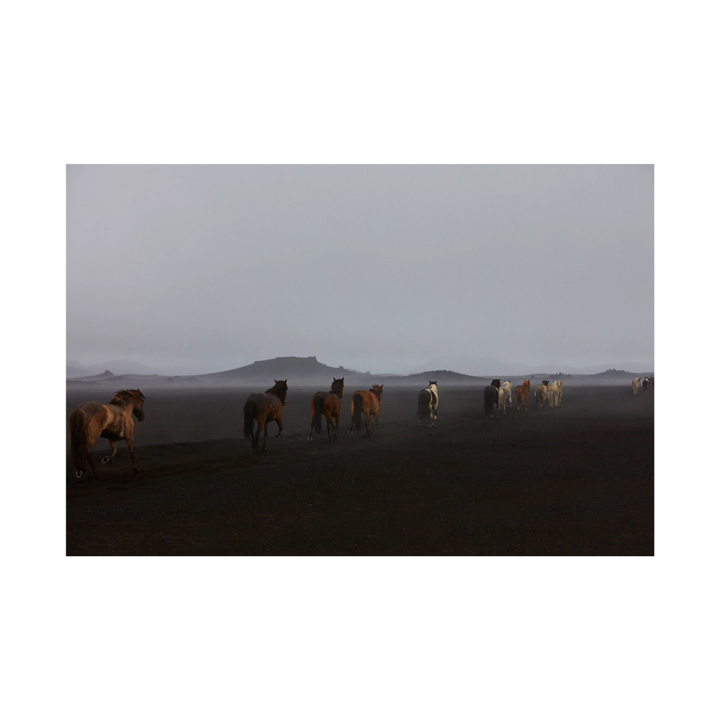 Herd, Iceland, Horizontal Print, print only