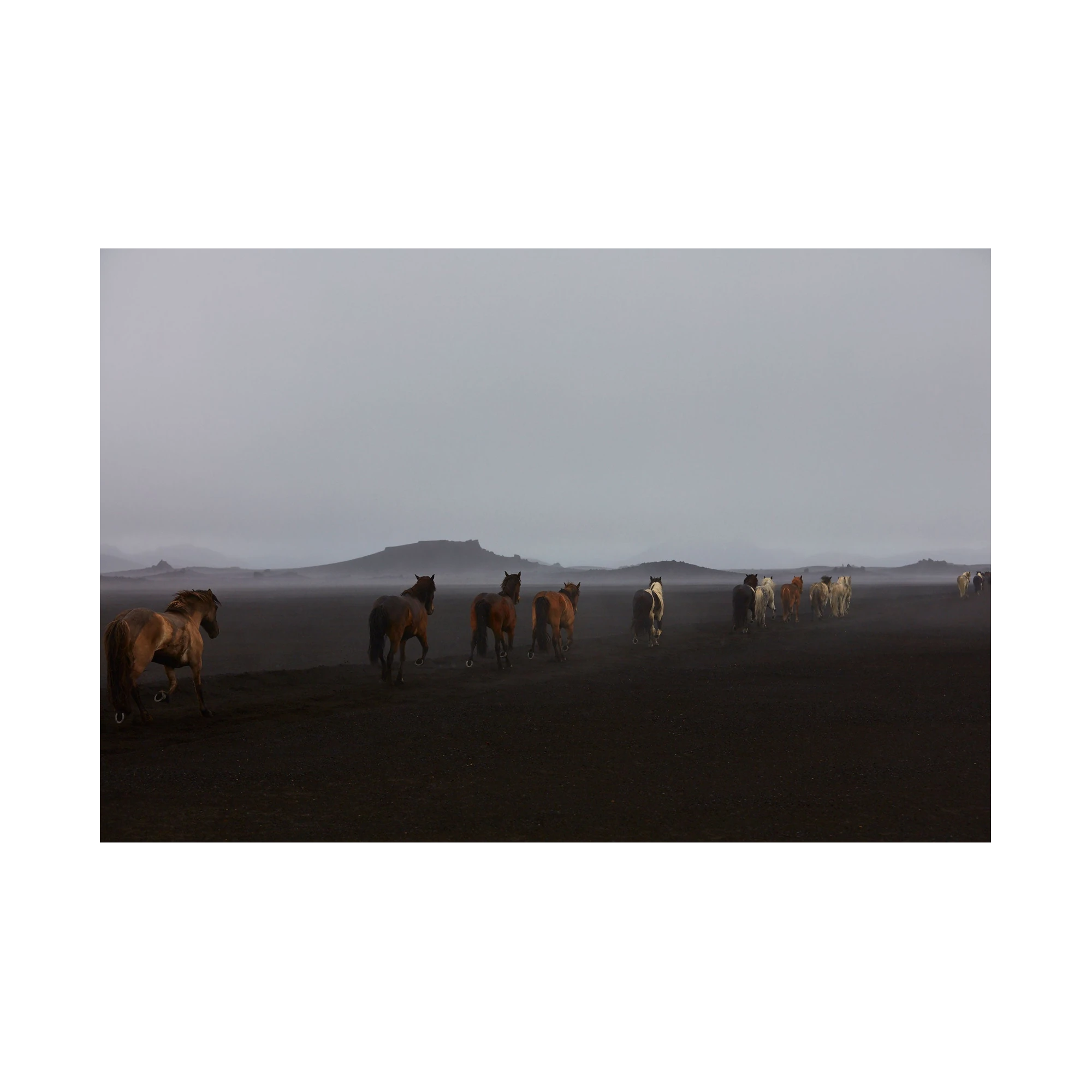 Herd, Iceland, Horizontal Print, print only