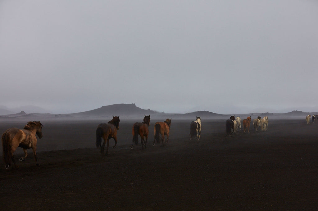 Herd, Iceland, Horizontal Print - source print