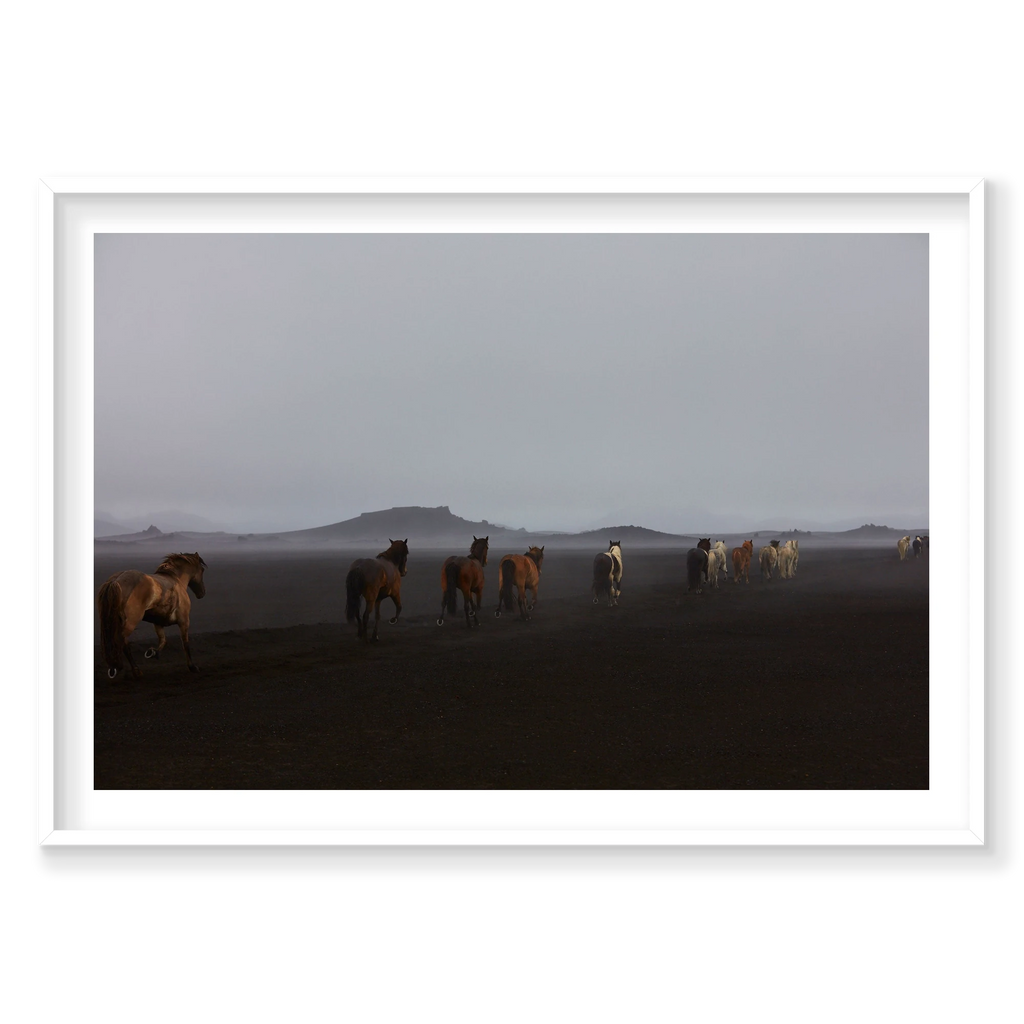 Herd, Iceland, Horizontal Print, white Victorian Ash frame