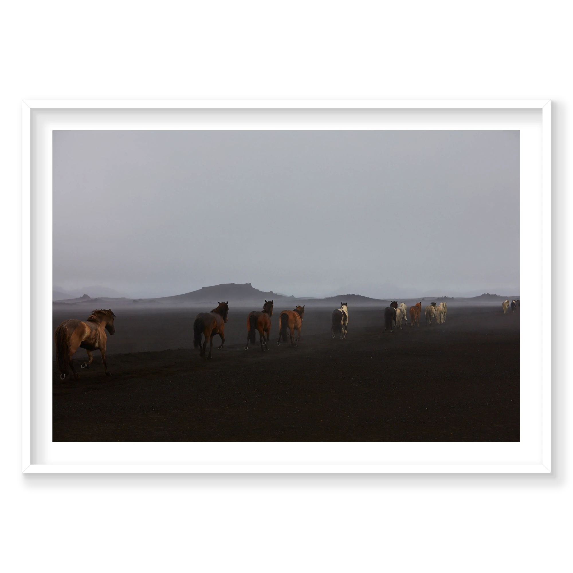 Herd, Iceland, Horizontal Print, white Victorian Ash frame