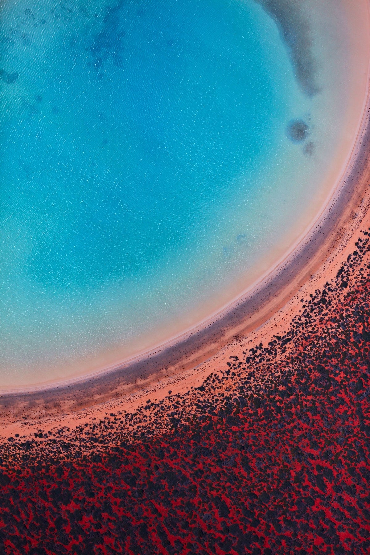 Lagoon, Shark Bay, Vertical Print