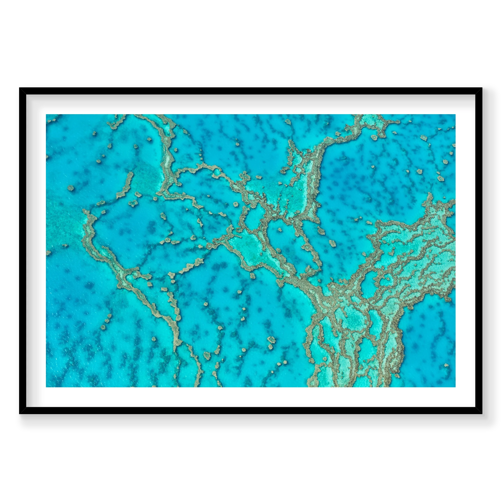 Lattice, Great Barrier Reef, Horizontal Print, black Victorian Ash frame