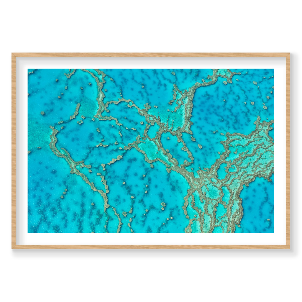 Lattice, Great Barrier Reef, Horizontal Print, natural Victorian Ash frame