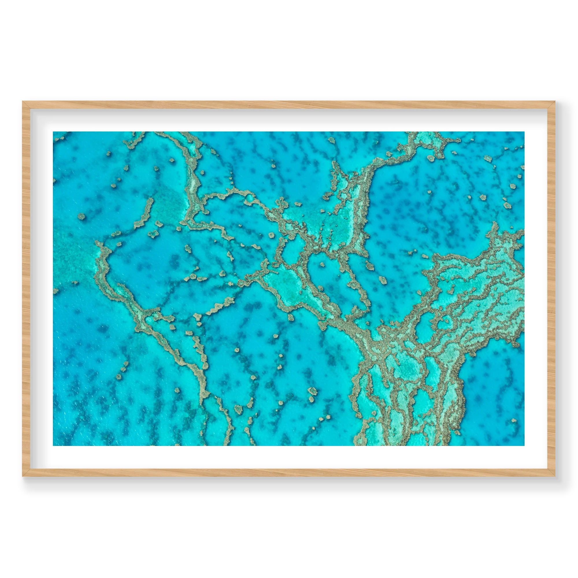 Lattice, Great Barrier Reef, Horizontal Print, natural Victorian Ash frame