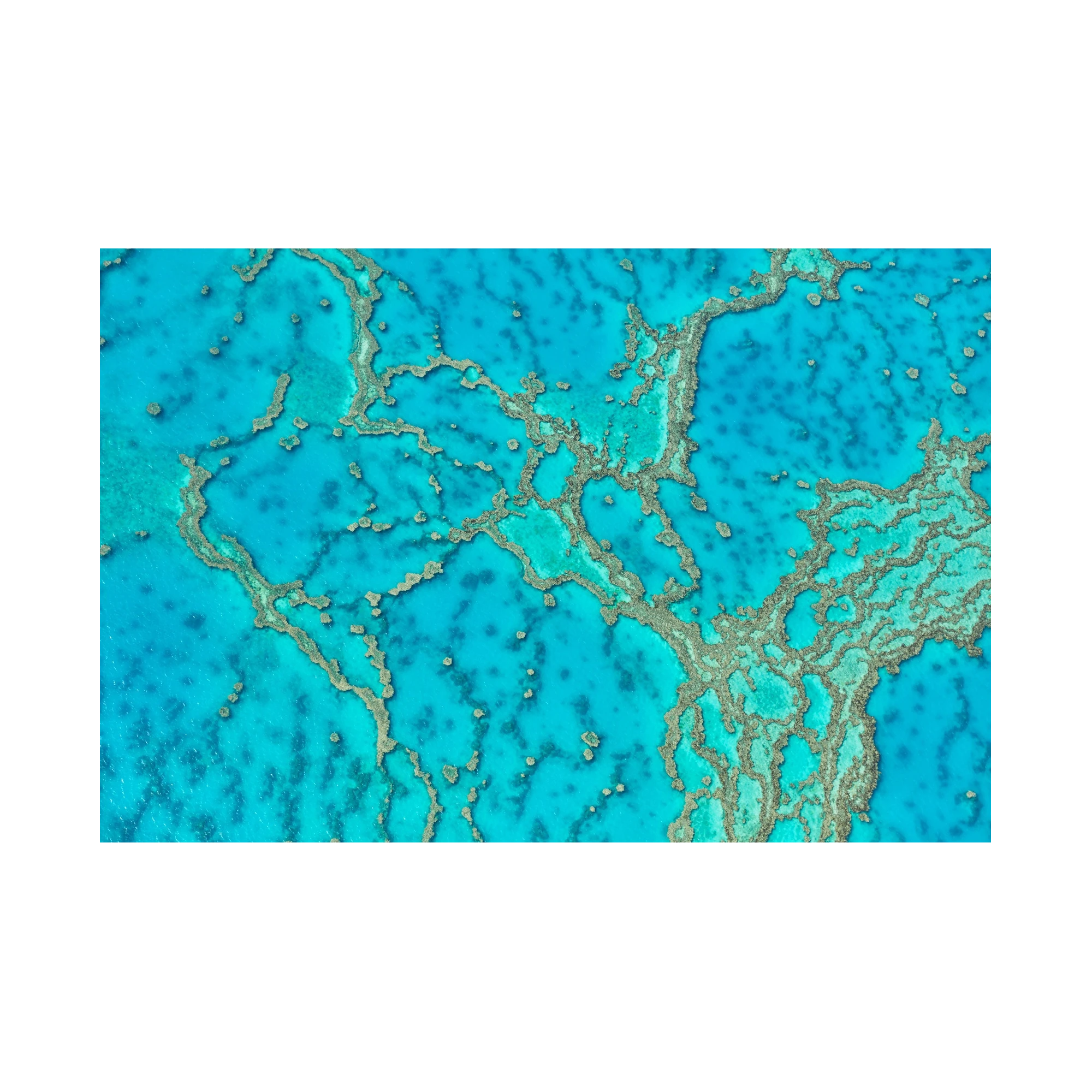 Lattice, Great Barrier Reef, Horizontal Print, print only
