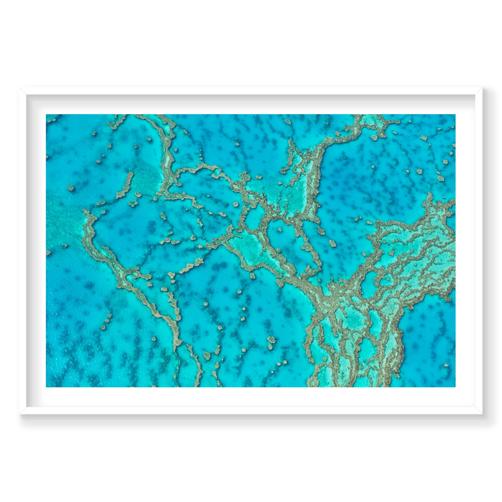 Lattice, Great Barrier Reef, Horizontal Print, white Victorian Ash frame