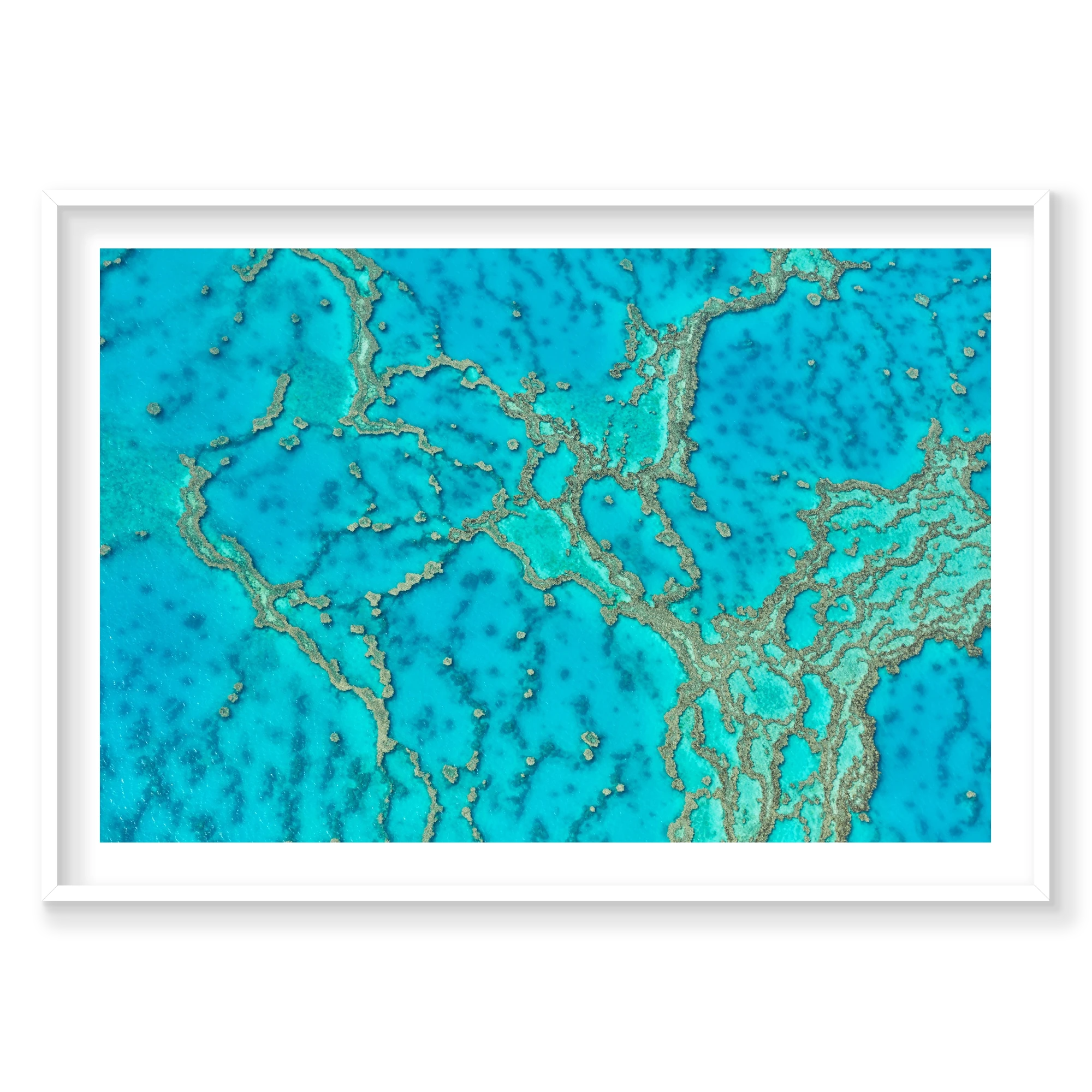 Lattice, Great Barrier Reef, Horizontal Print, white Victorian Ash frame