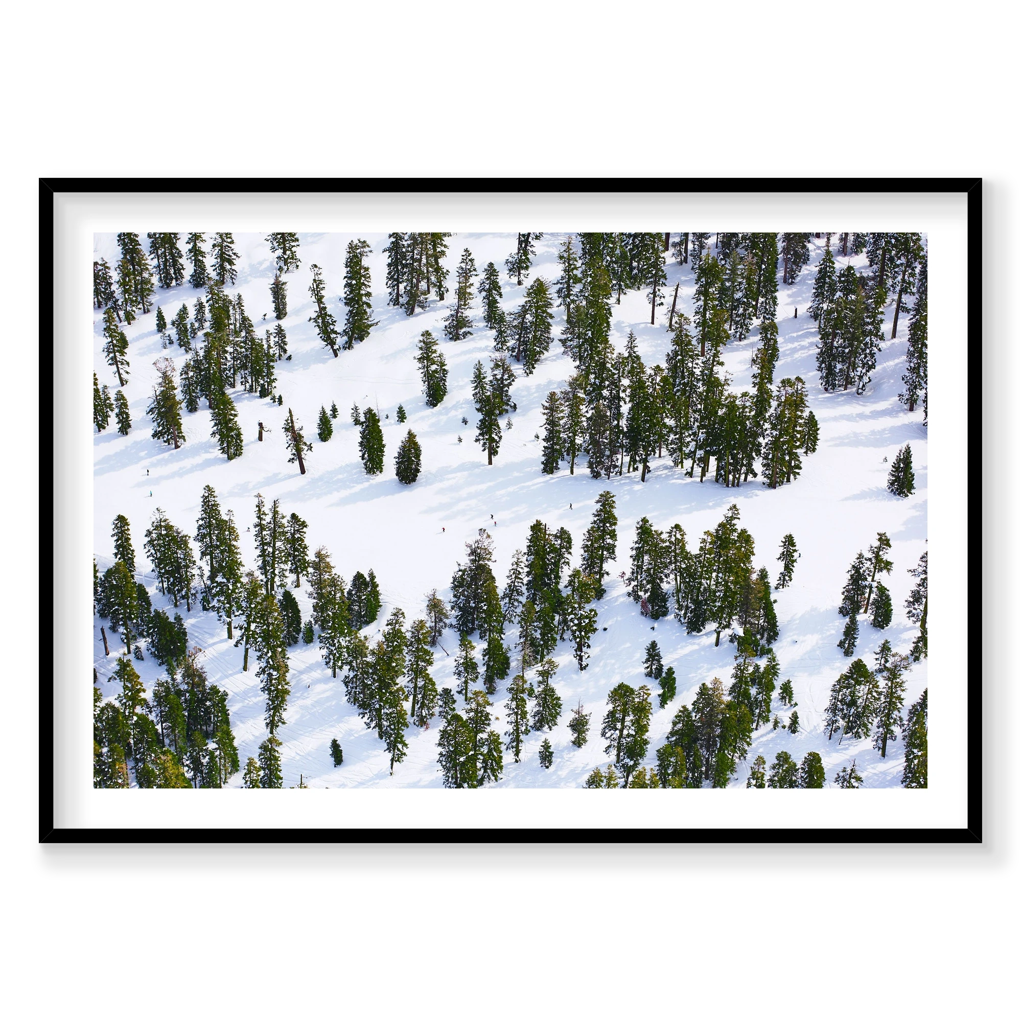 Pines, Lake Tahoe, Horizontal Print, black Victorian Ash frame