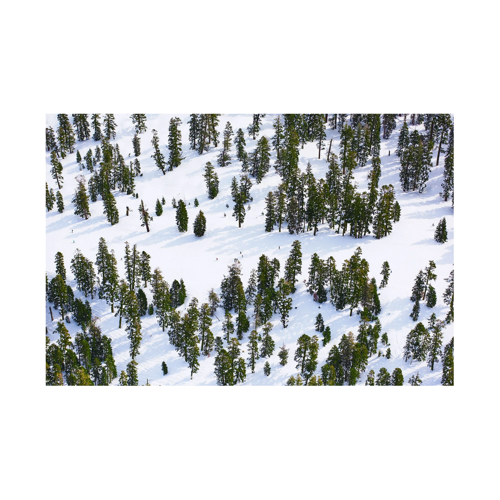 Pines, Lake Tahoe, Horizontal Print, print only