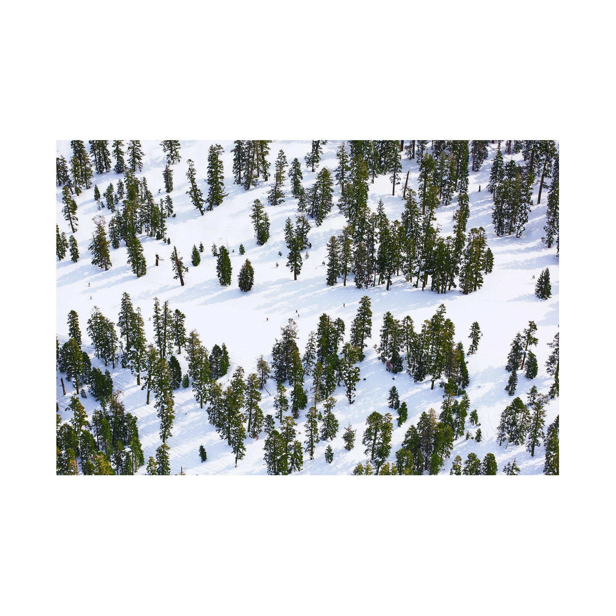 Pines, Lake Tahoe, Horizontal Print, print only