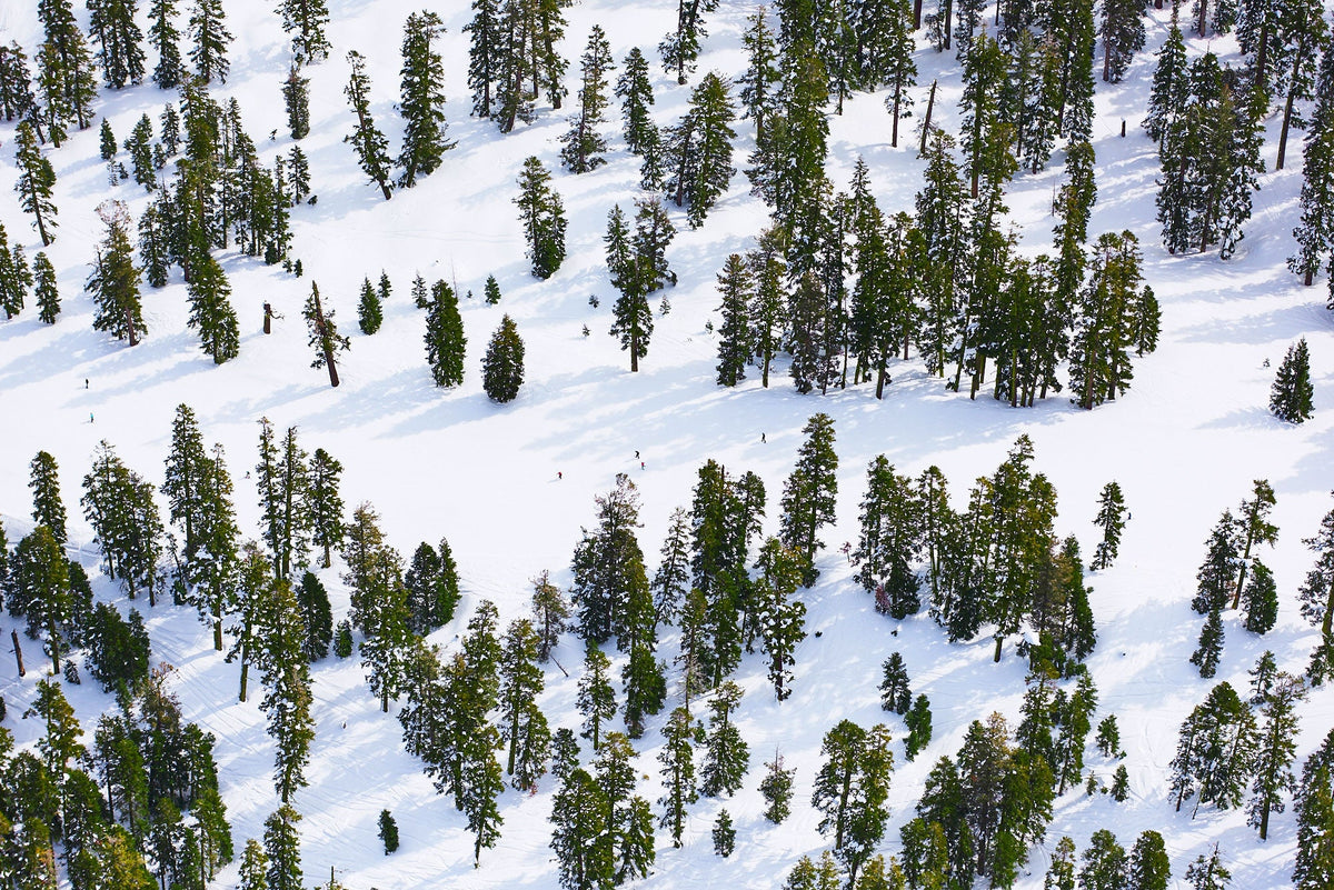 Pines, Lake Tahoe, Horizontal Print