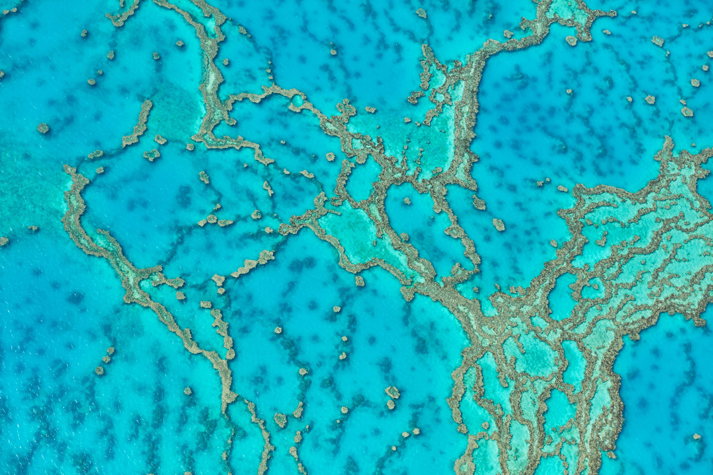 Lattice, Great Barrier Reef, Horizontal Print