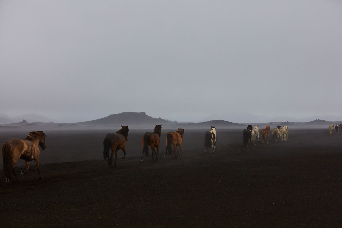 Herd, Iceland, Horizontal Print