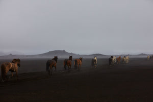 Herd, Iceland, Horizontal Print