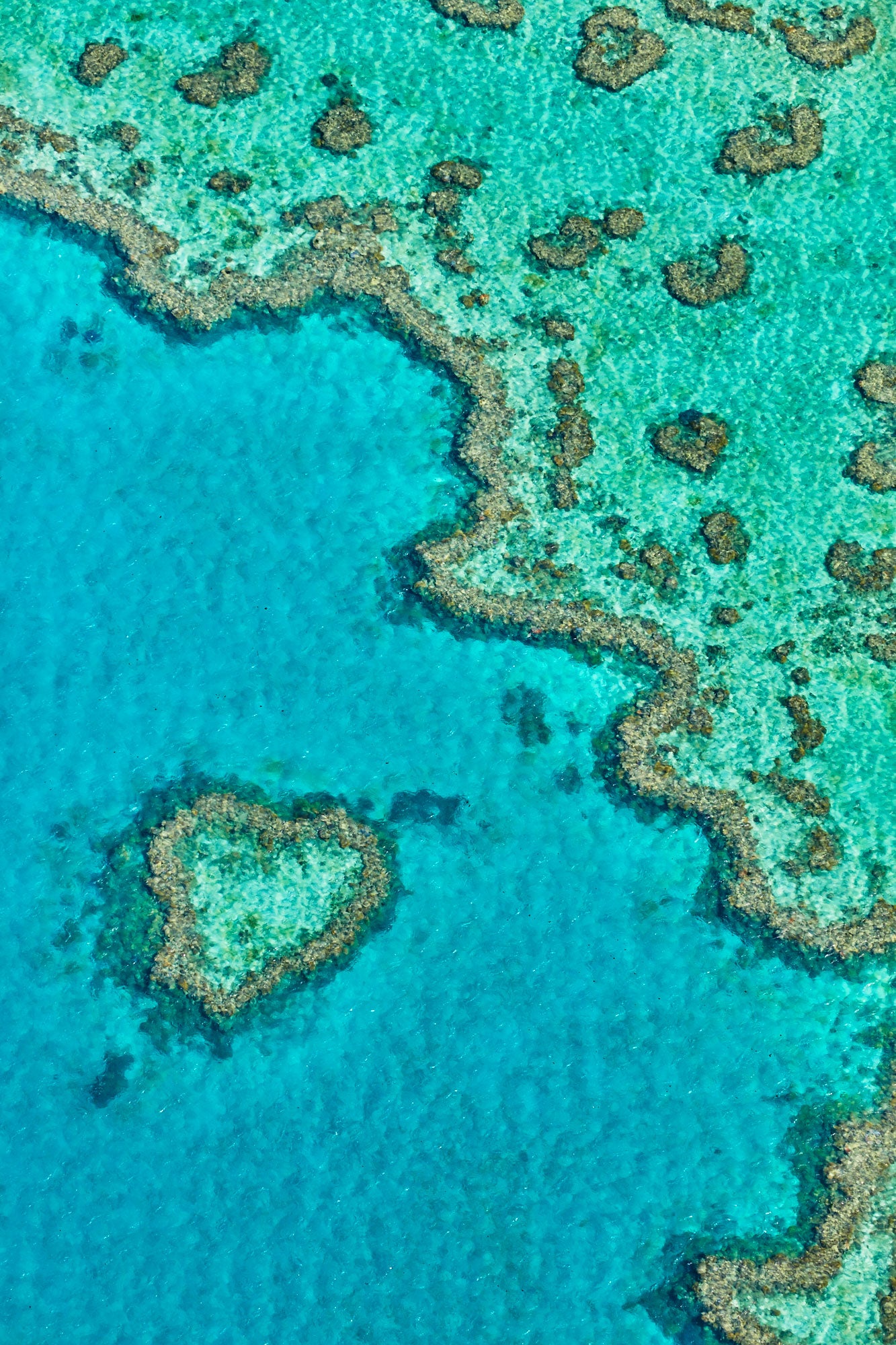 Heart Reef, Great Barrier Reef, Vertical Print