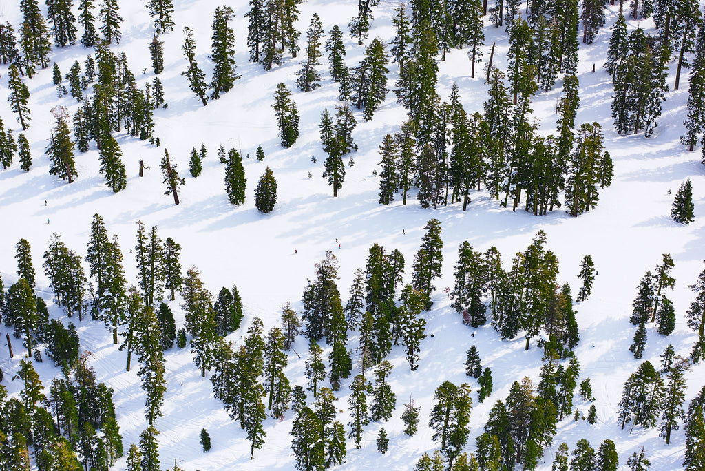 Pines, Lake Tahoe, Horizontal Print
