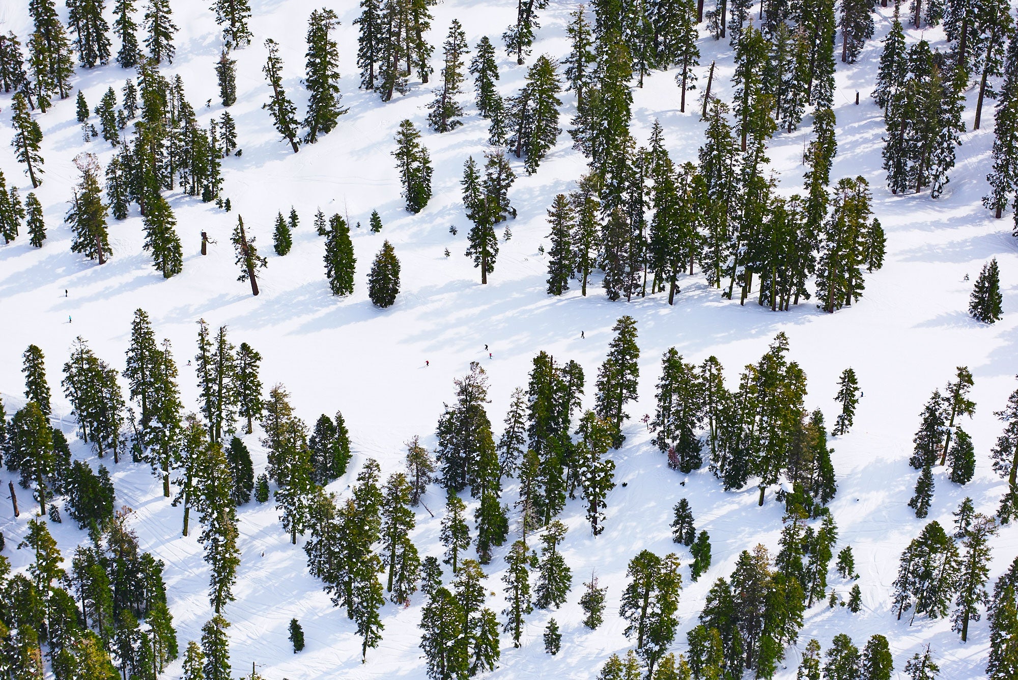 Pines, Lake Tahoe, Horizontal Print